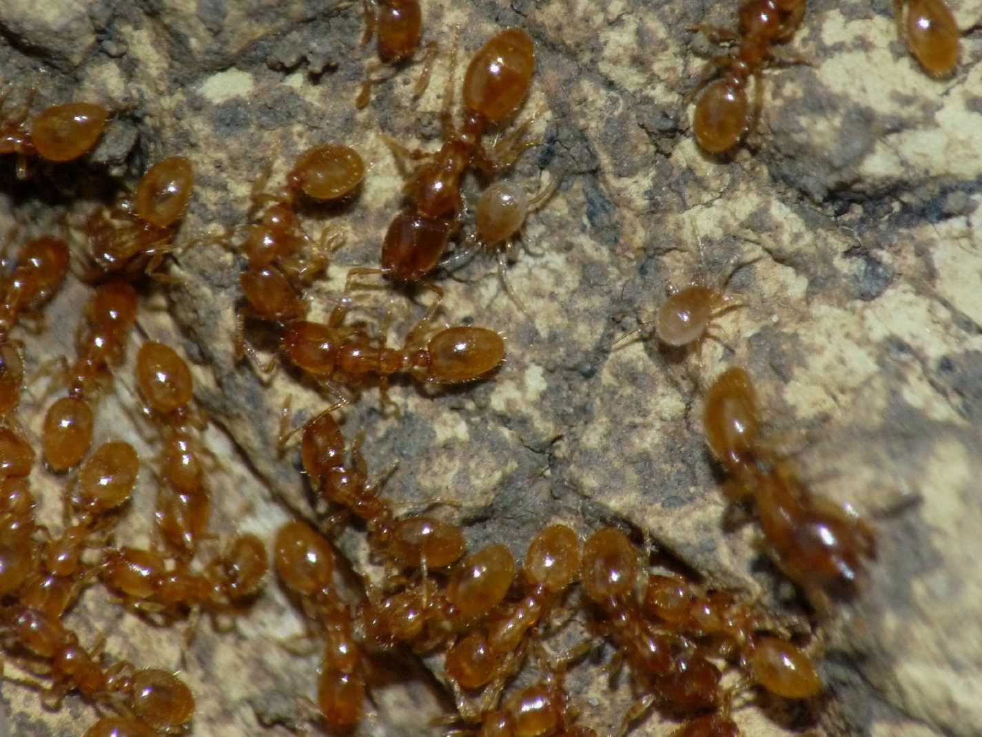 Ospiti delle formiche Solenopsis